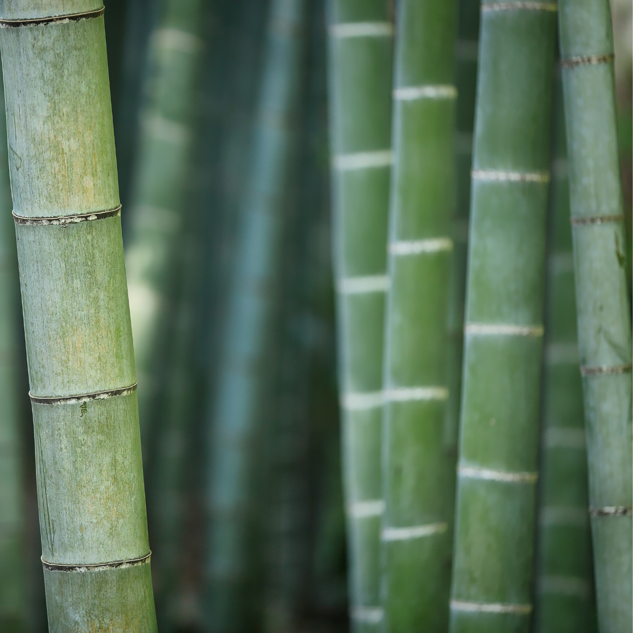 BERGAL BAMBOO